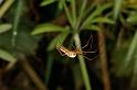 Tetragnatha_montana_D4868_Z_88_Les Gris_Frankrijk